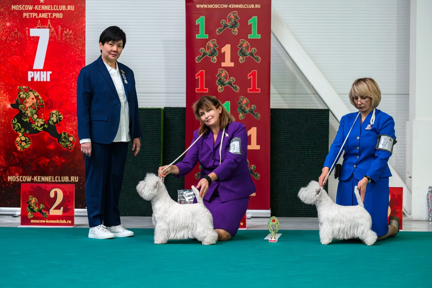 Монопородная выставка и выставка «Идеал Москвы 3-2024». Питомник собак породы вест хайленд вайт терьер в Москве