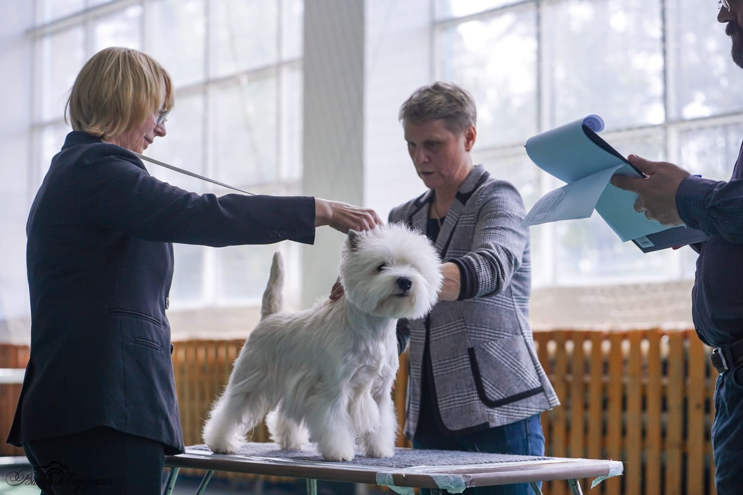 Липецк — Выставка собак 3 группы FCI + speciality. Питомник собак породы вест хайленд вайт терьер в Москве