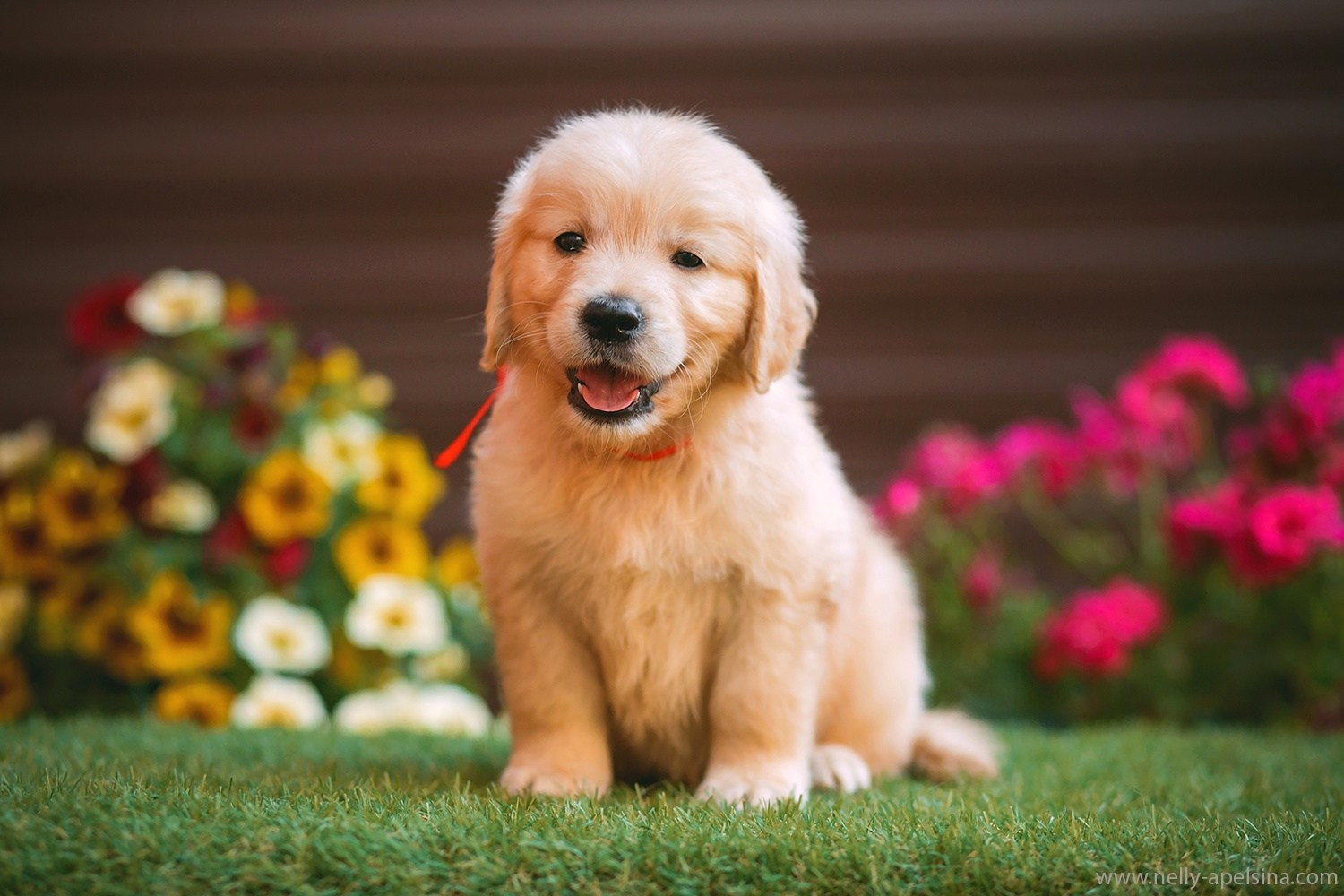 ПАКЕТЫ УСЛУГ. Фотограф Нелли Самойлова