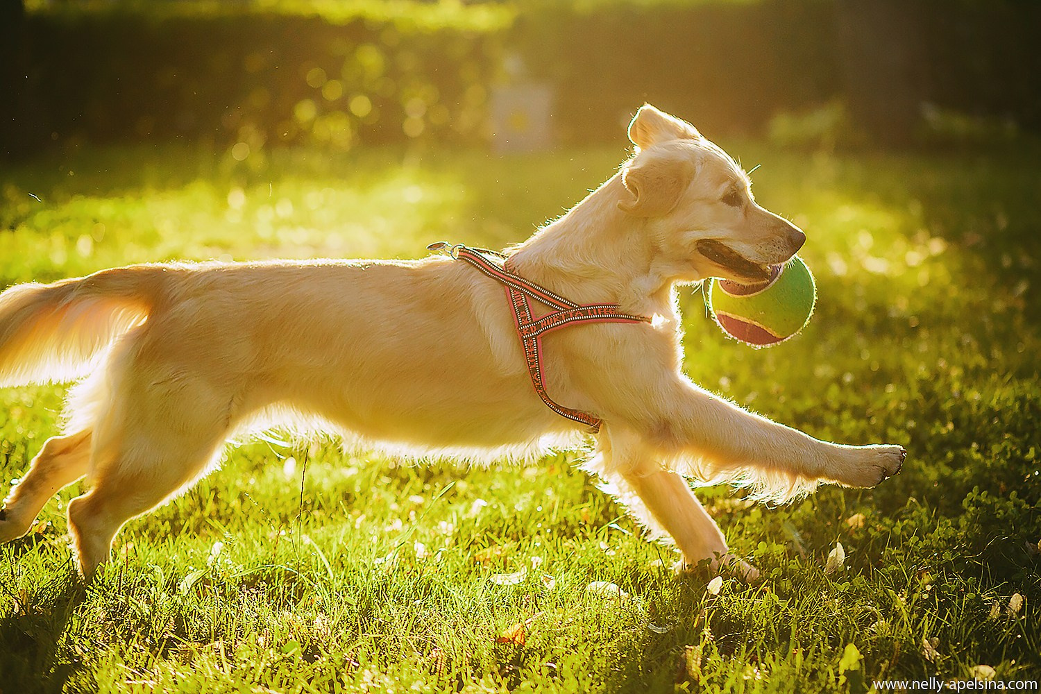 ПАКЕТЫ УСЛУГ. Фотограф Нелли Самойлова