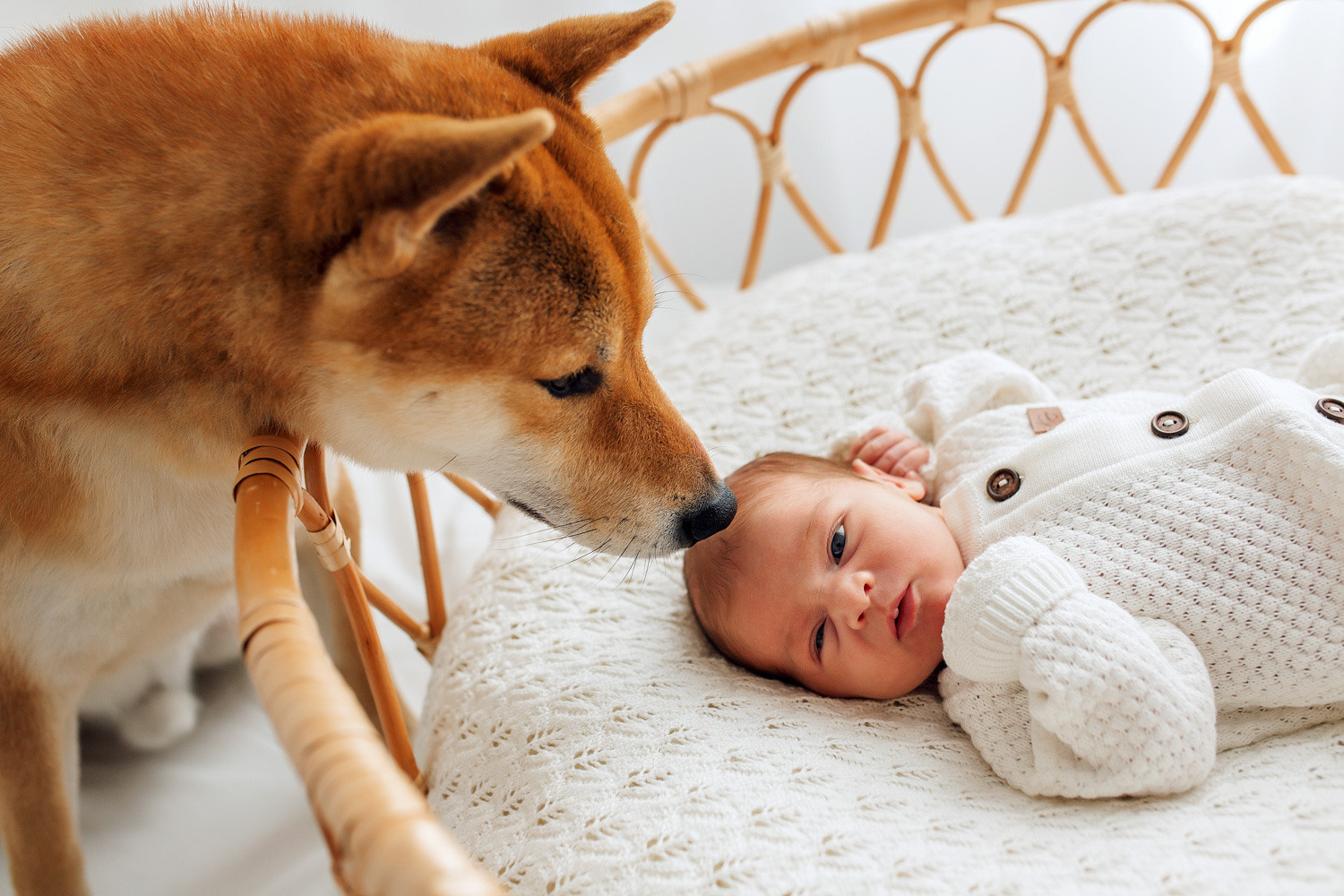 Домашние питомцы на детской фотосессии. Фотограф новорожденных Оксана Полевская