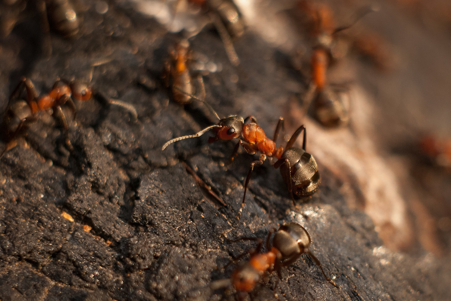 Макросъемка природы. Фотоцентр Перспектива: выпускные альбомы, фотошкола, курсы фотографии