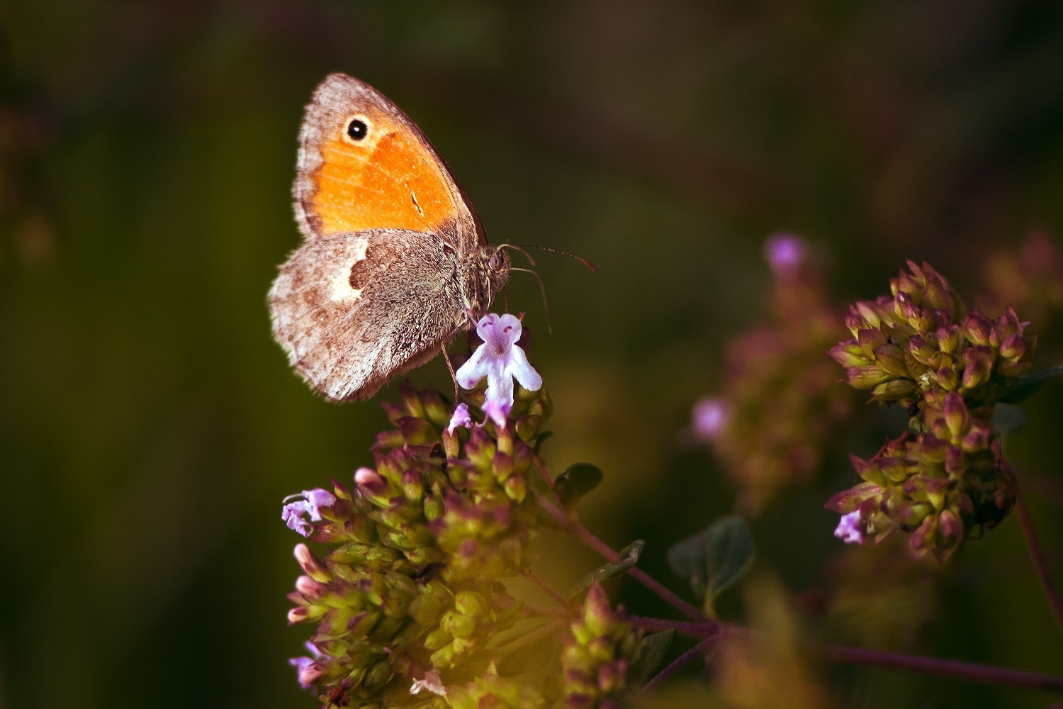Макросъемка природы. Фотоцентр Перспектива: выпускные альбомы, фотошкола, курсы фотографии