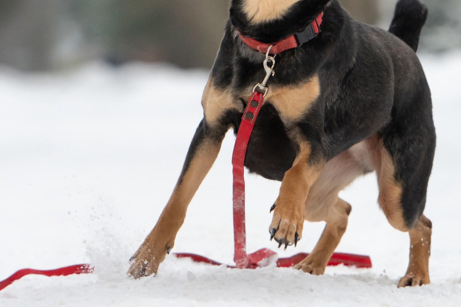 Фотосессия собаки на пристройство. Фотограф собак в Москве и Московской области Иванушкина Мария