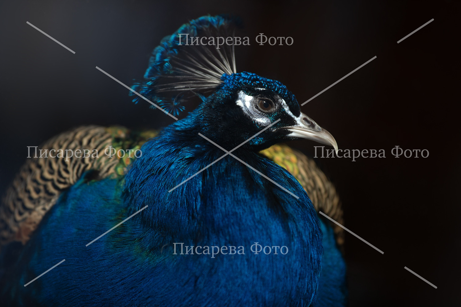 Фотографии для продажи. Фотограф анималист в Санкт-Петербурге Светлана Писарева
