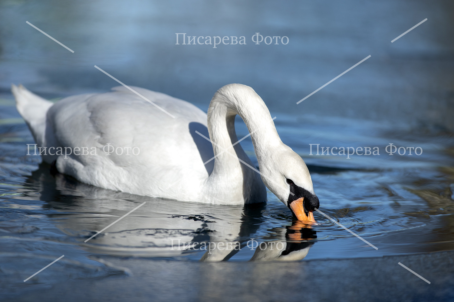 Фотографии для продажи. Фотограф анималист в Санкт-Петербурге Светлана Писарева