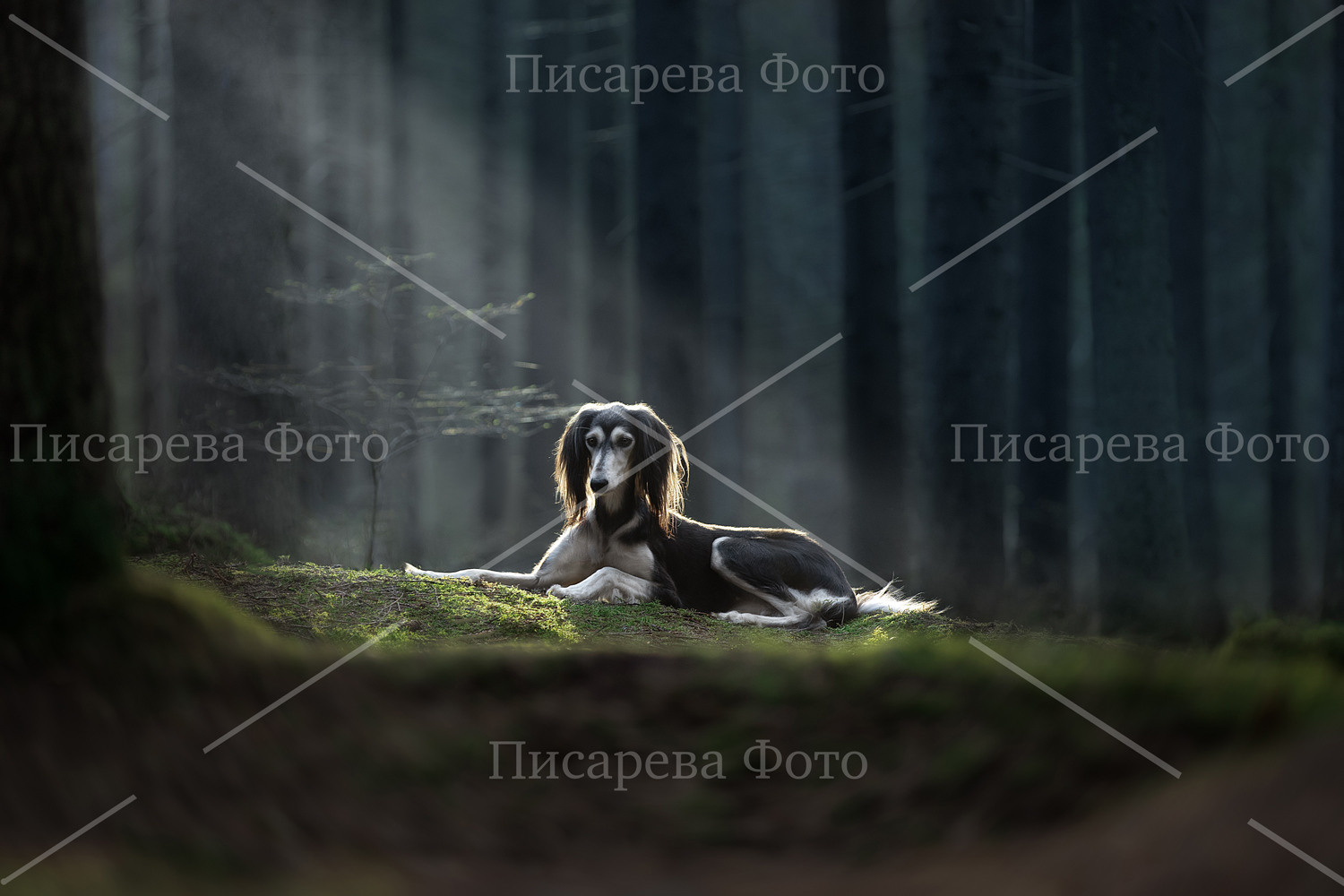 Салюки в сказочном лесу с подсветкой восхода