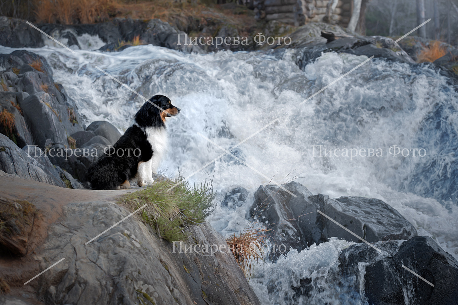 Собака породы Аусси сидит у водопада в Карелии