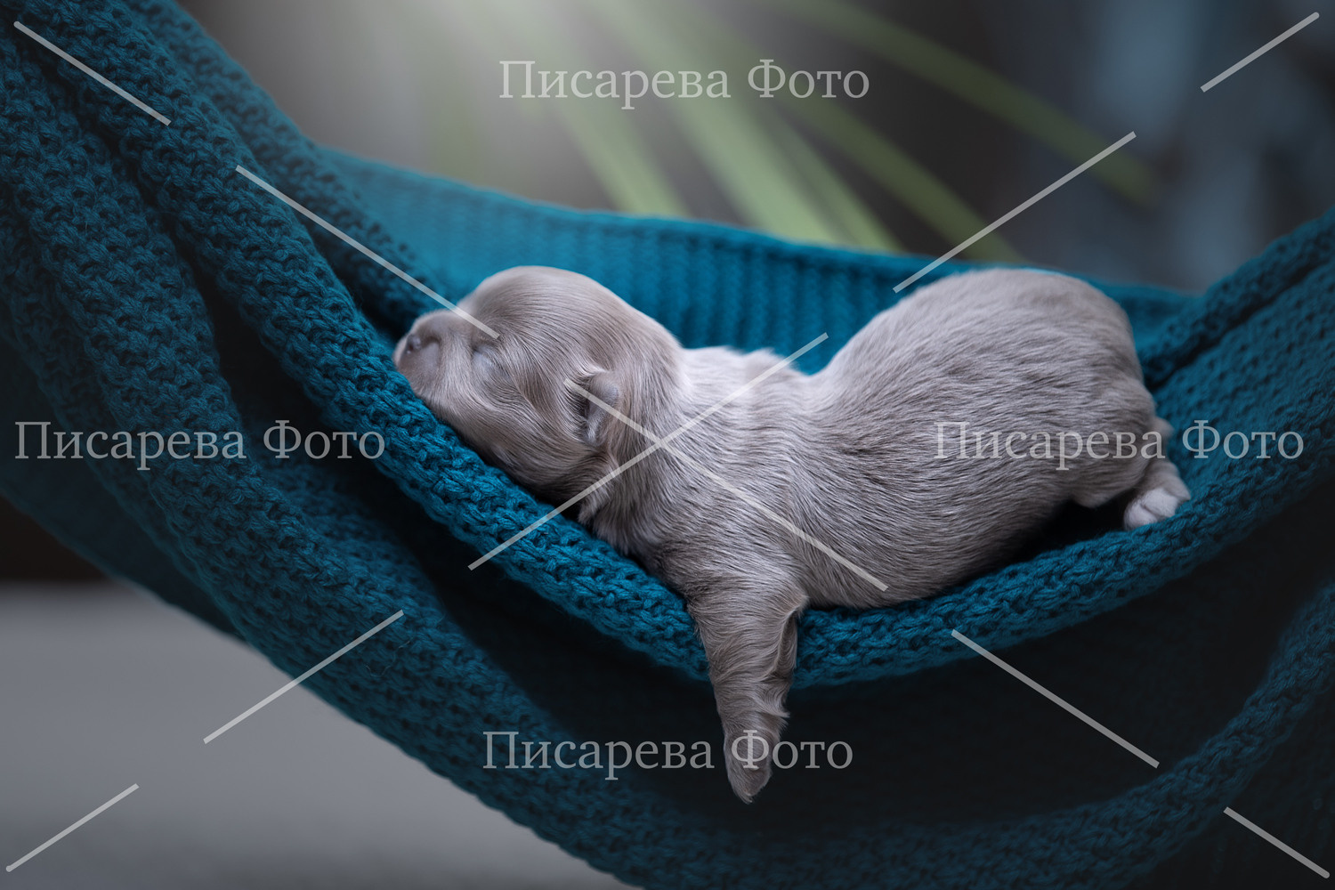 щенок сладко спит в гамаке