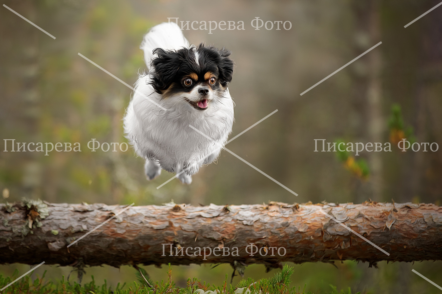 Собака перепрыгивает дерево в лесу