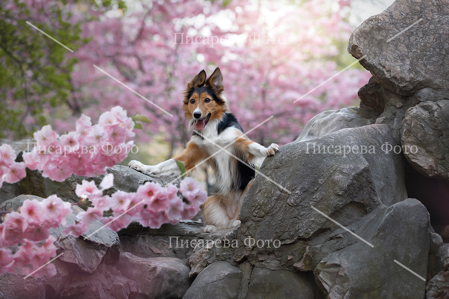 Собака породы Бордер колли на фоне цветущей сакуры