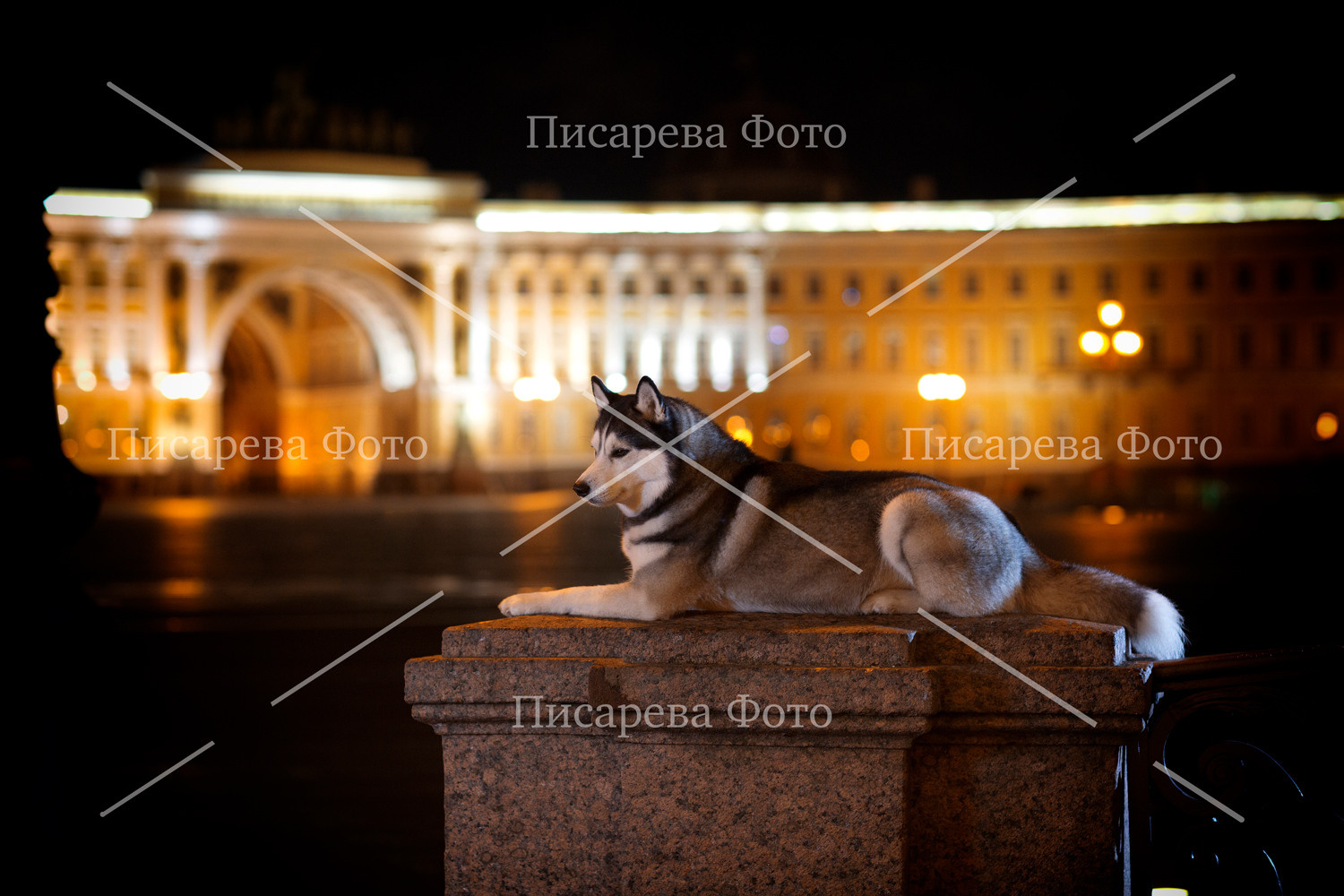 Собака породы Сибирский хаски в ночном Санкт-Петербурге