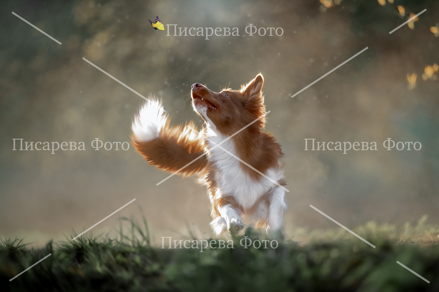 Собака породы Бордер колли ловит бабочку