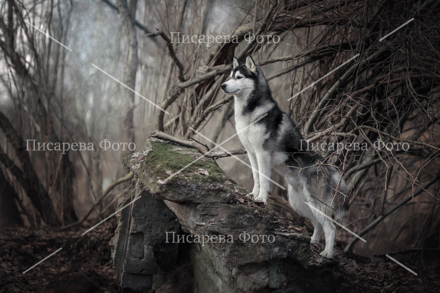 Собака породы Сибирский Хаски поздней осенью