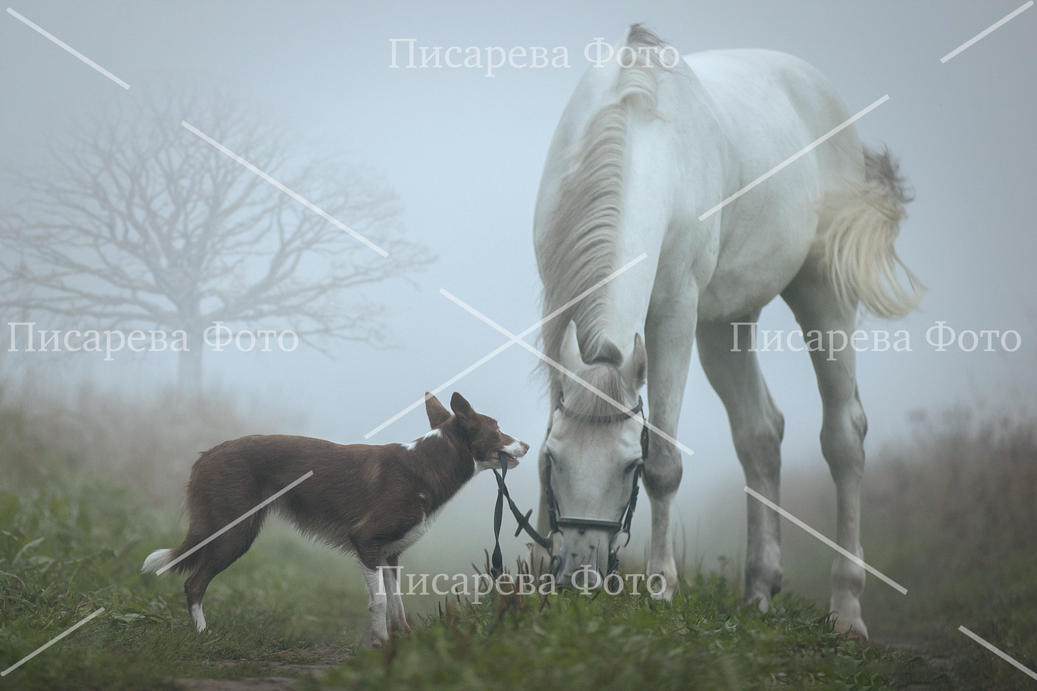 Собака и лошадь на туманном поле