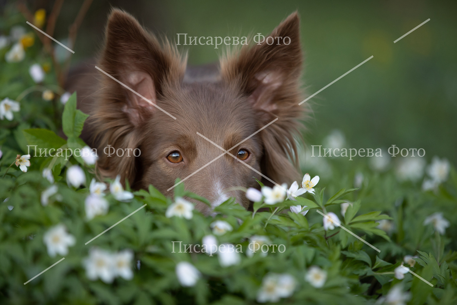 Собака породы Бордер Колли лежит в весенних цветах