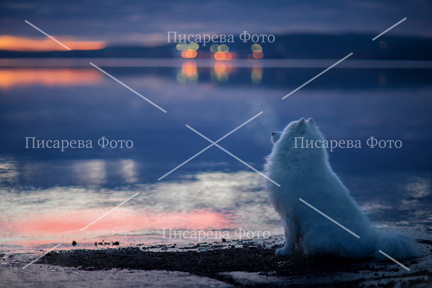 Собака породы самоед сидит на берегу Баренцева моря