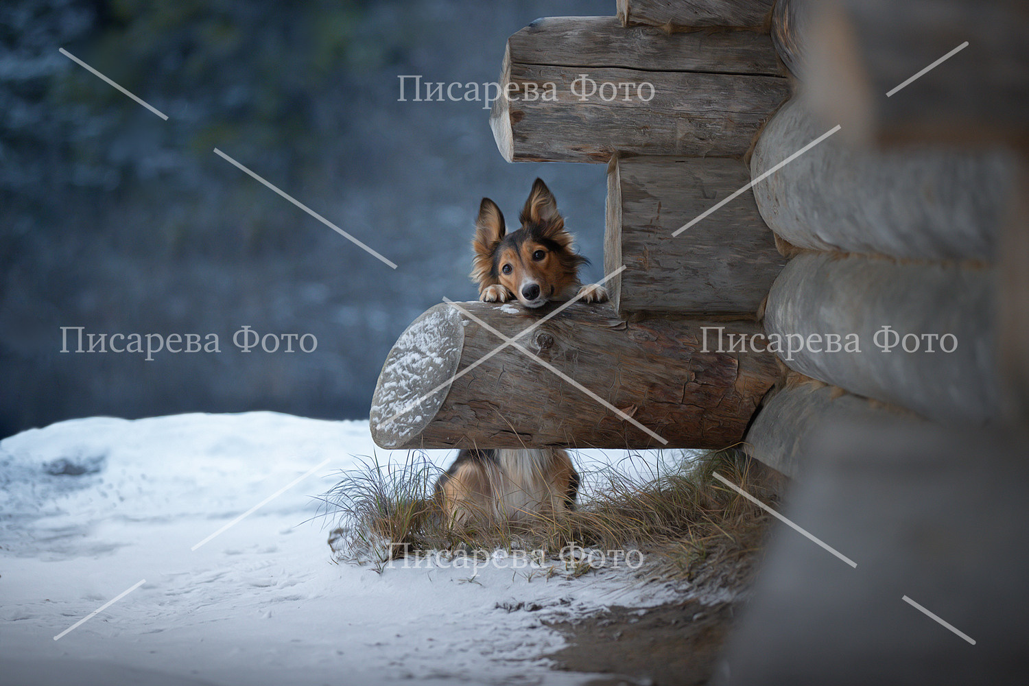 Собака породы Бордер Колли у избушки