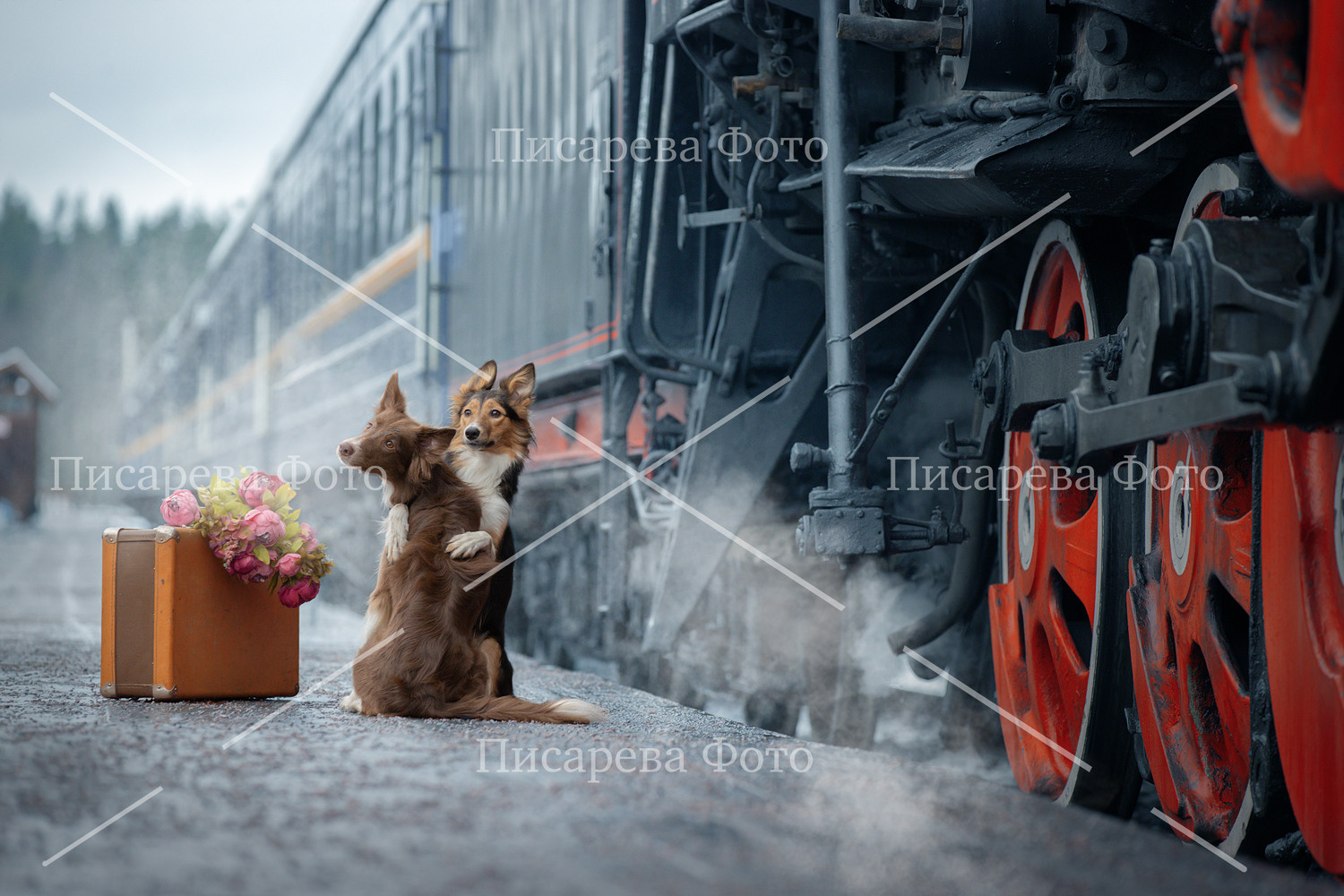 Собаки породы Бордер Колли сидят в обнимку на перроне