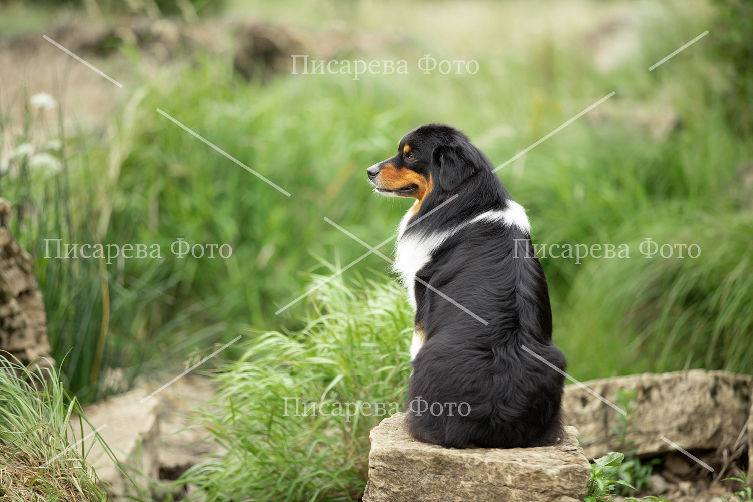 Собака породы аусси сидит на камне