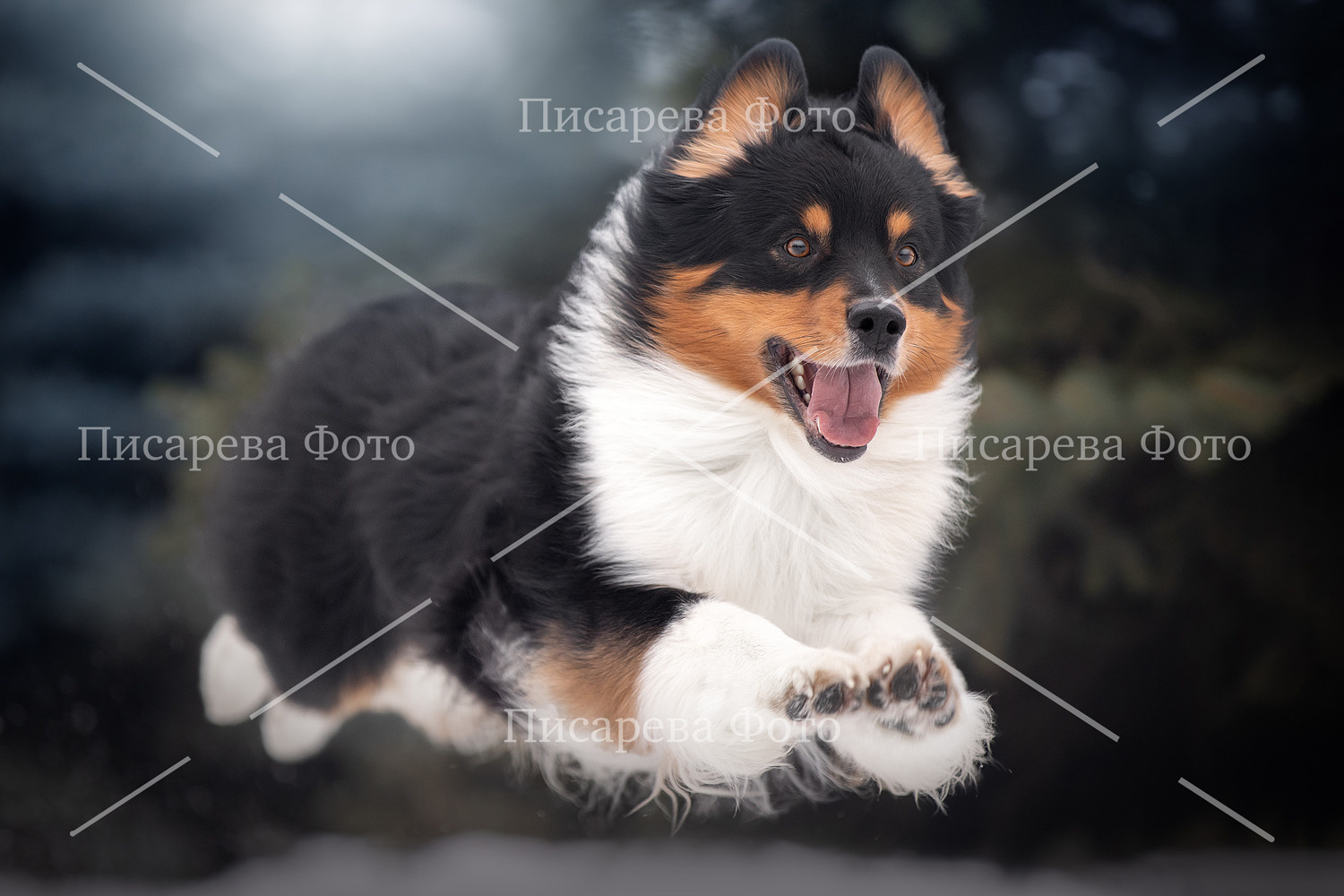 Собака летит в рыжке