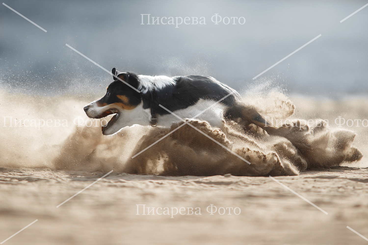 Собака в беге подняла сноп пыли.