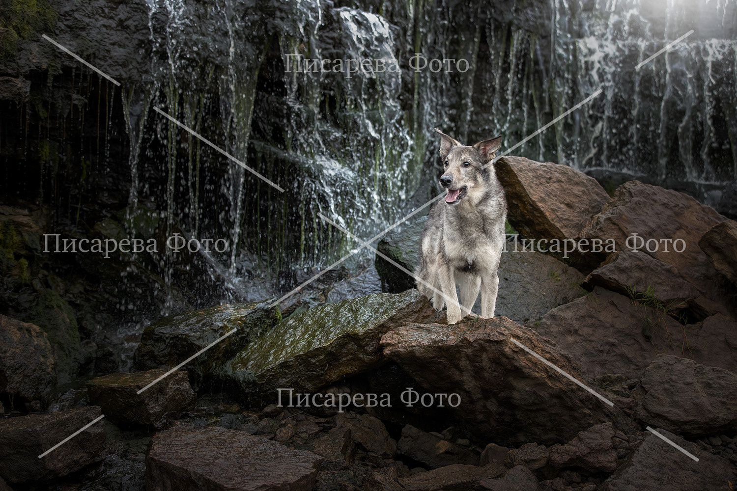 Собака в скальном ущелье