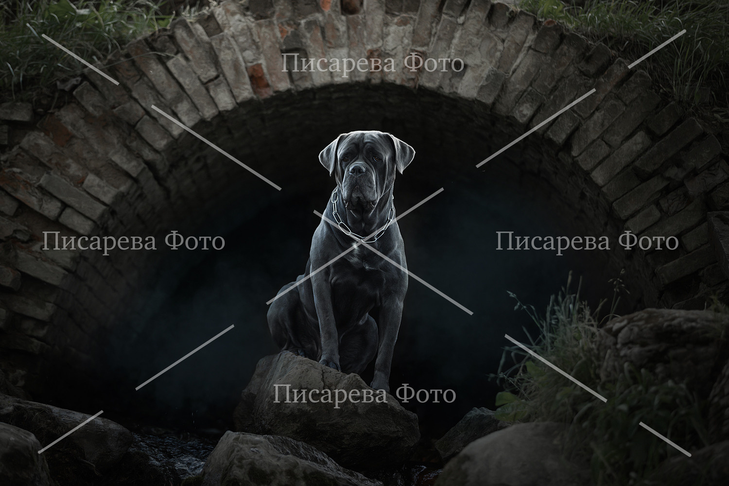 Собака породы Кане Корсо в гроте