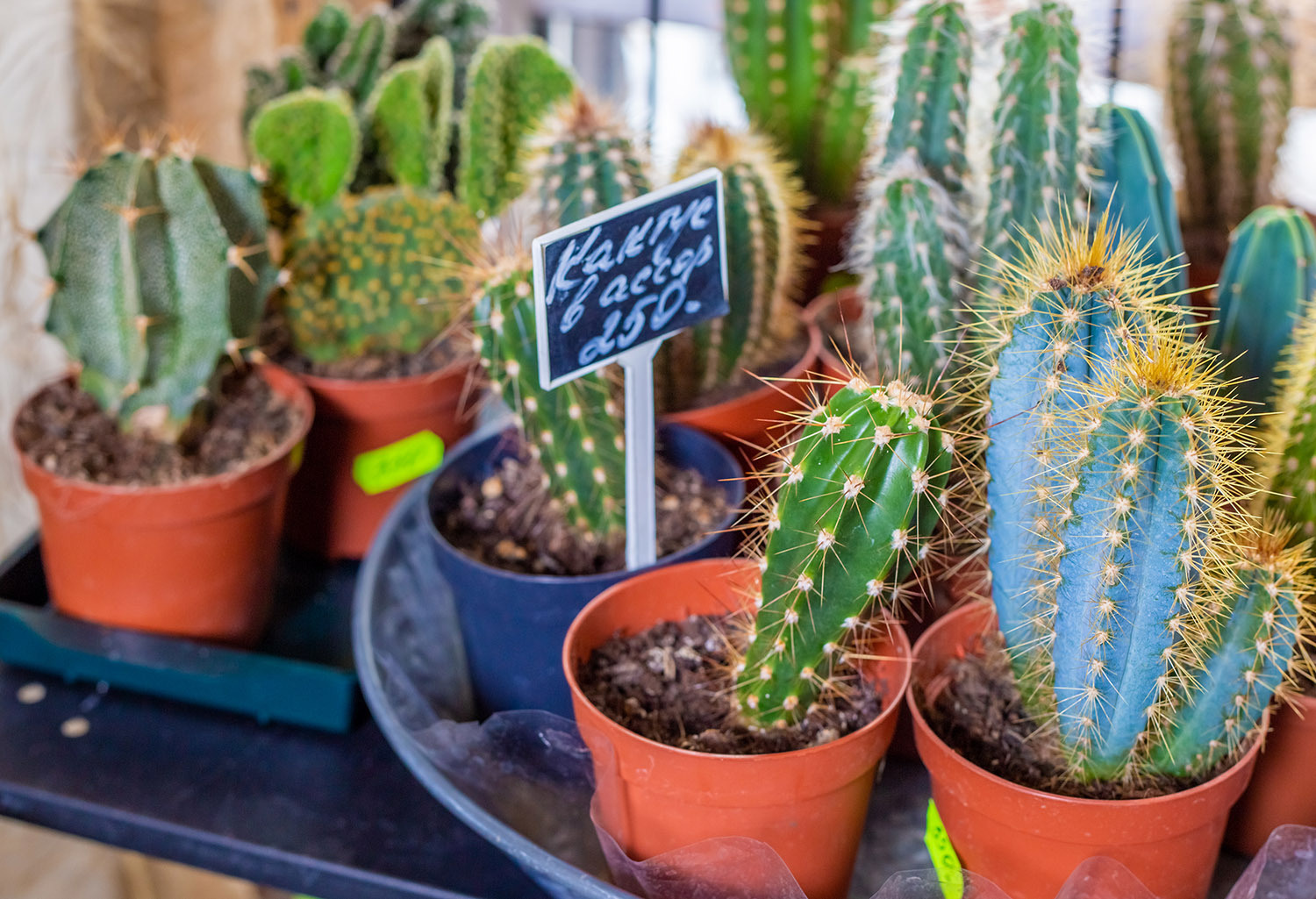 Витрина с кактусами в цветочном магазине