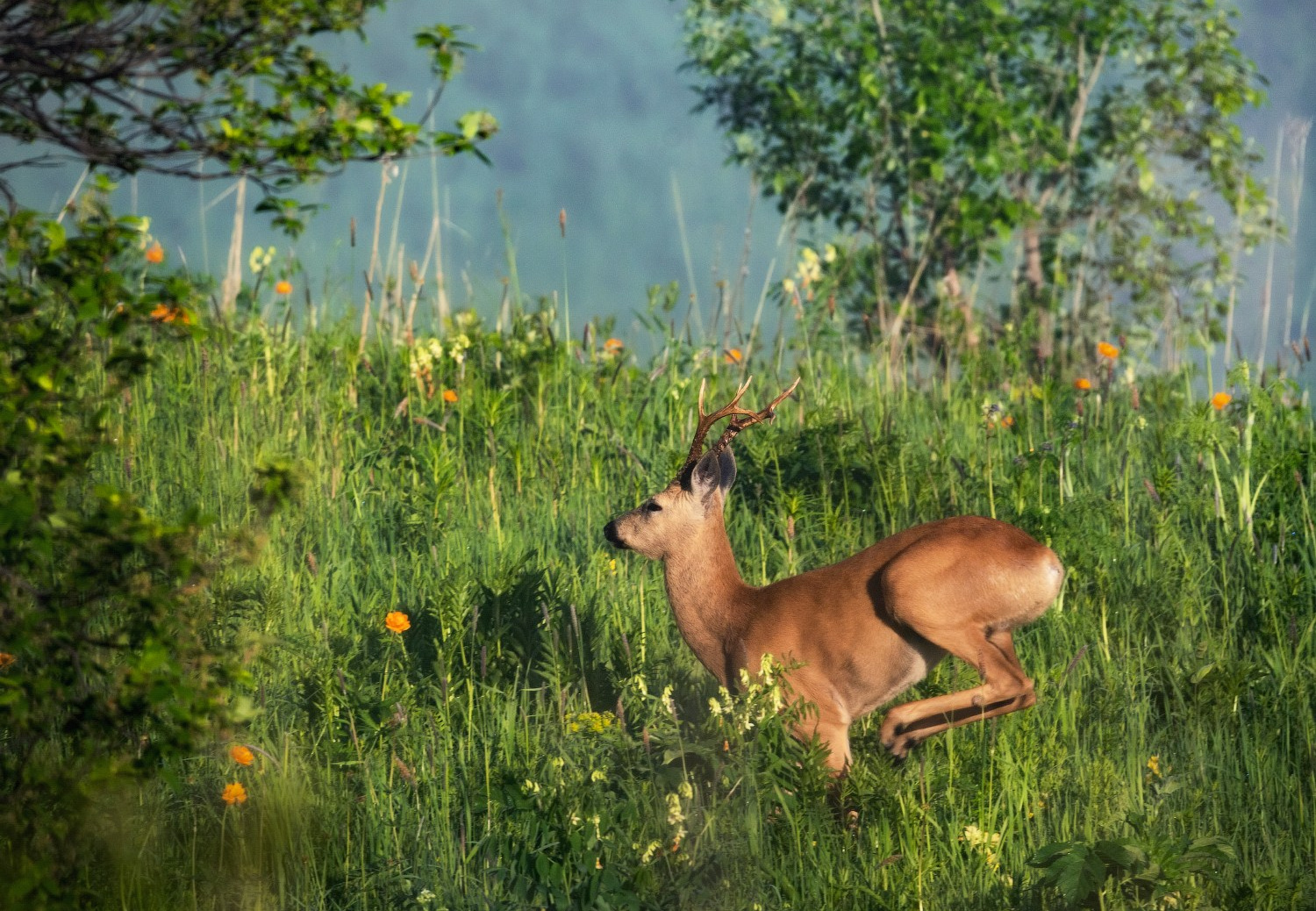 Цветение Купальницы азиатской в предгорьях Алтая. Профессиональный пейзажный фотограф Алёна Рубан