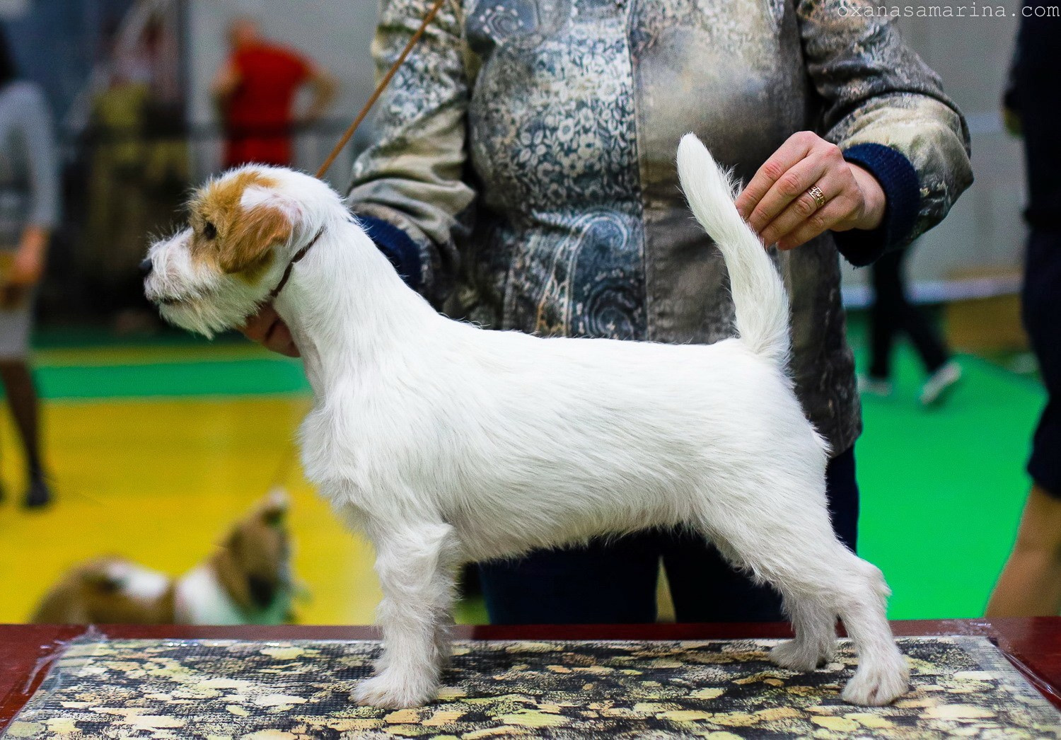 Lovely-Orange Millenium