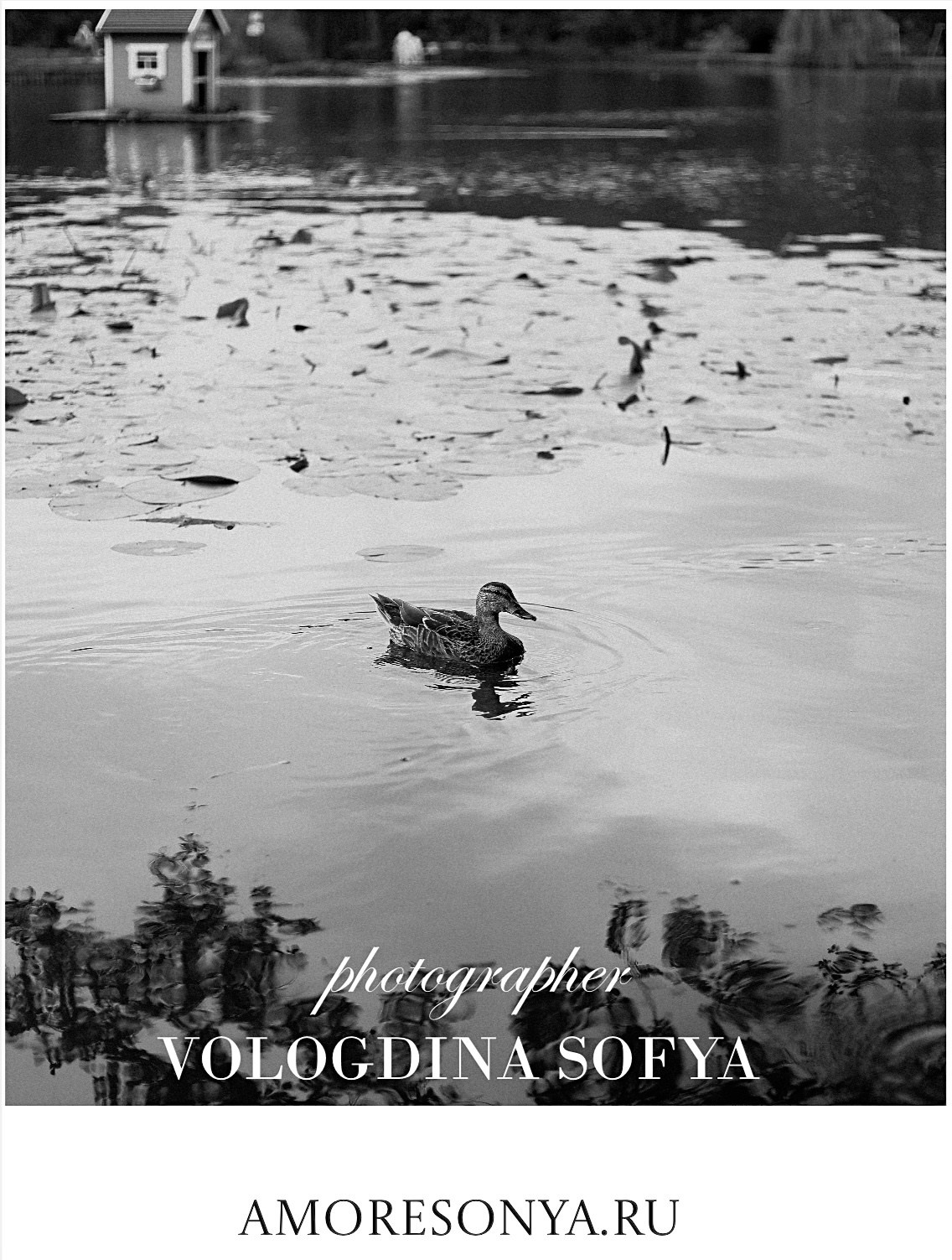 Подарочные сертификаты. Фотограф в Калининграде, Софья Вологдина