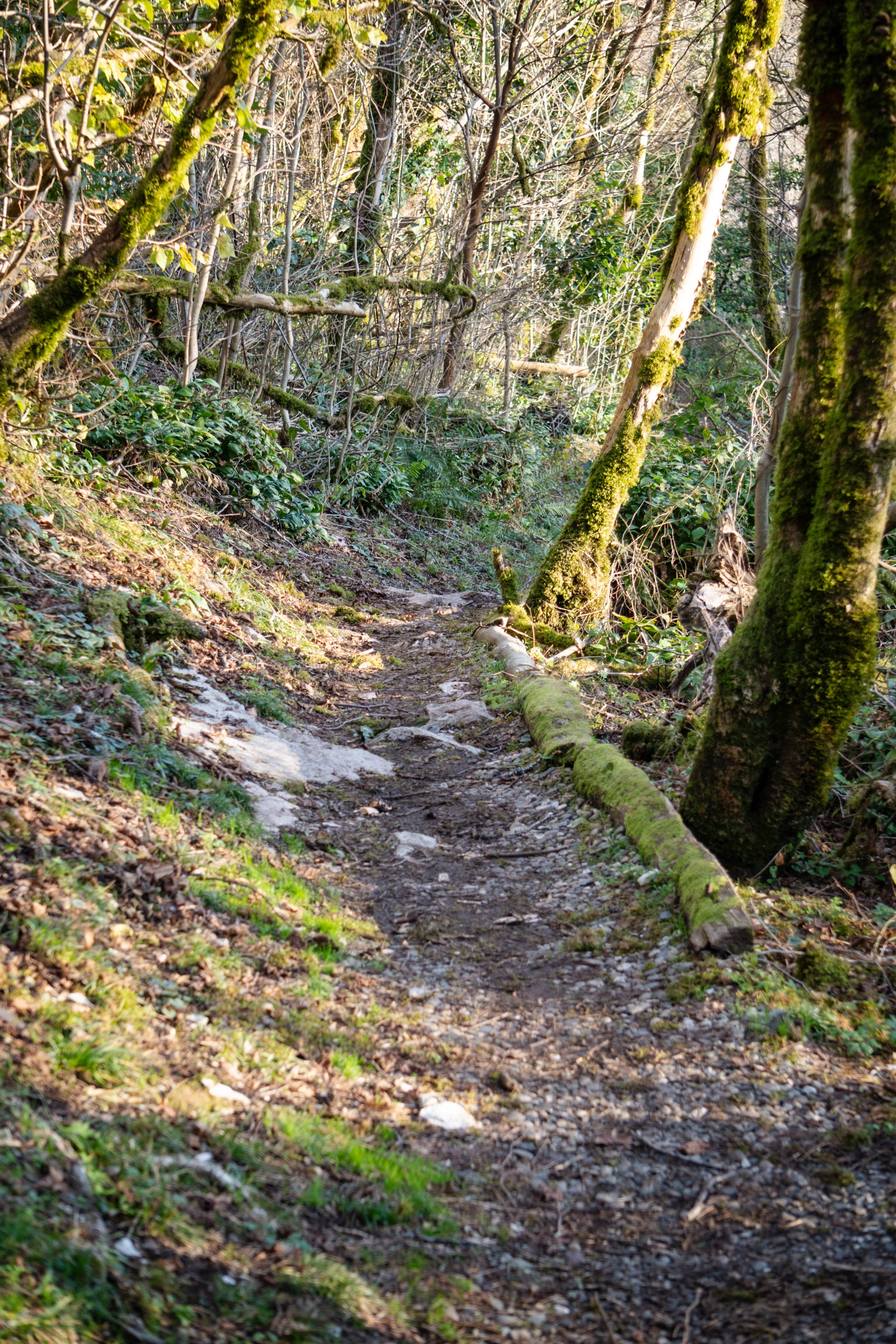 Тисо-самшитовая роща. Yaratezza production