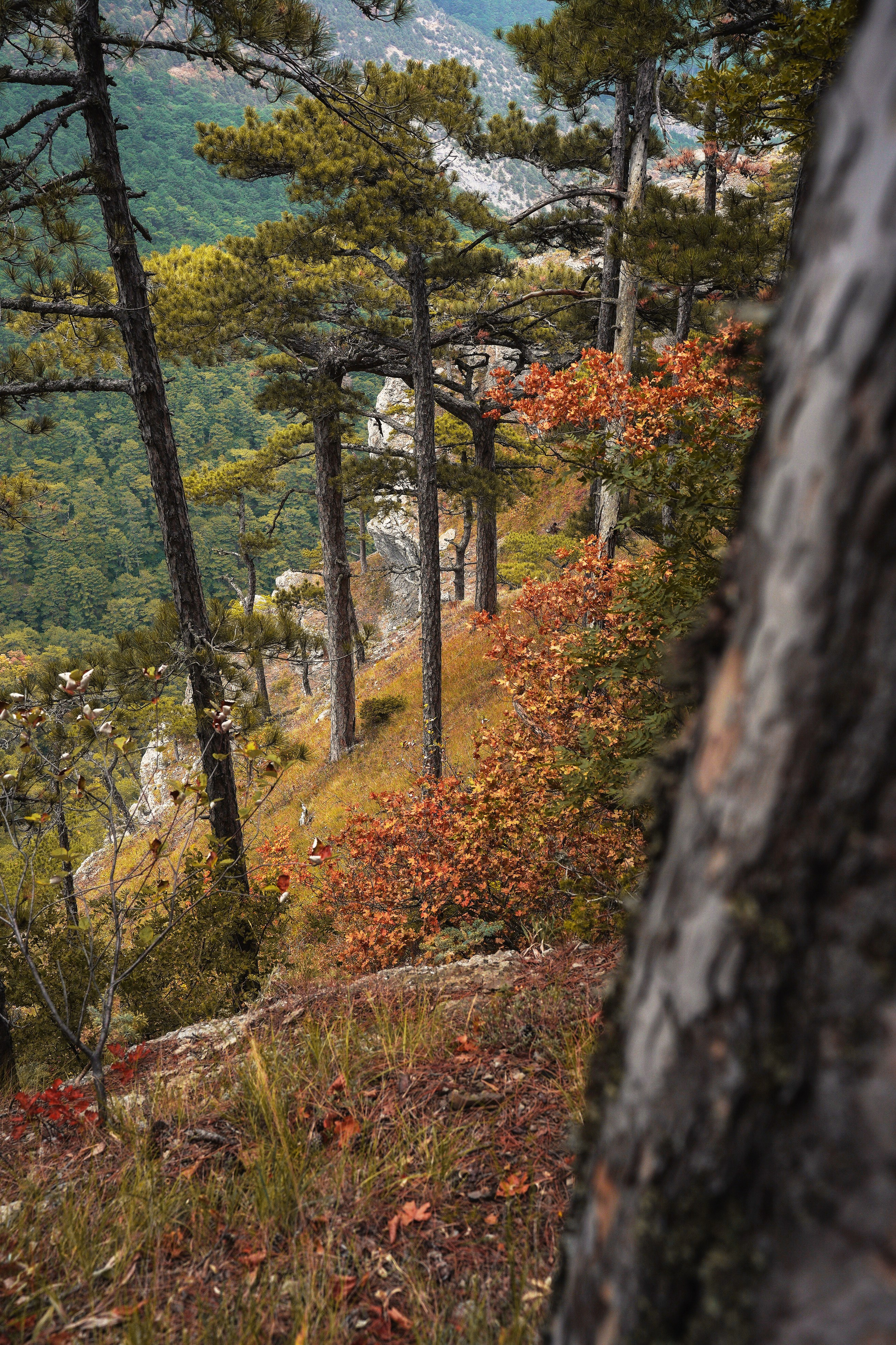 Боткинская тропа. Фотограф из Москвы — DASHA NOVA | Авторская фотография в разных жанрах