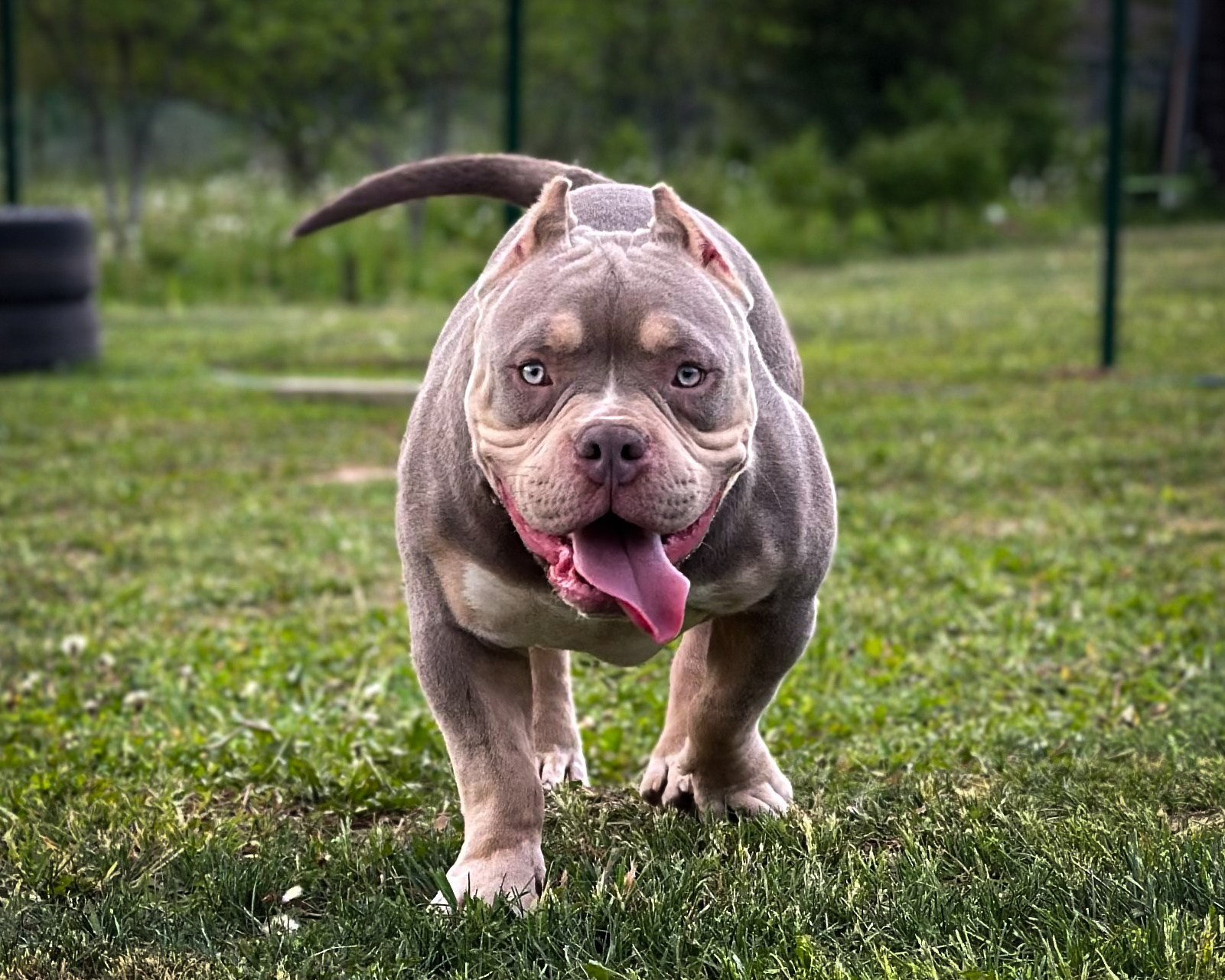 Кобели. Питомник американских булли Bounty Pride Bully