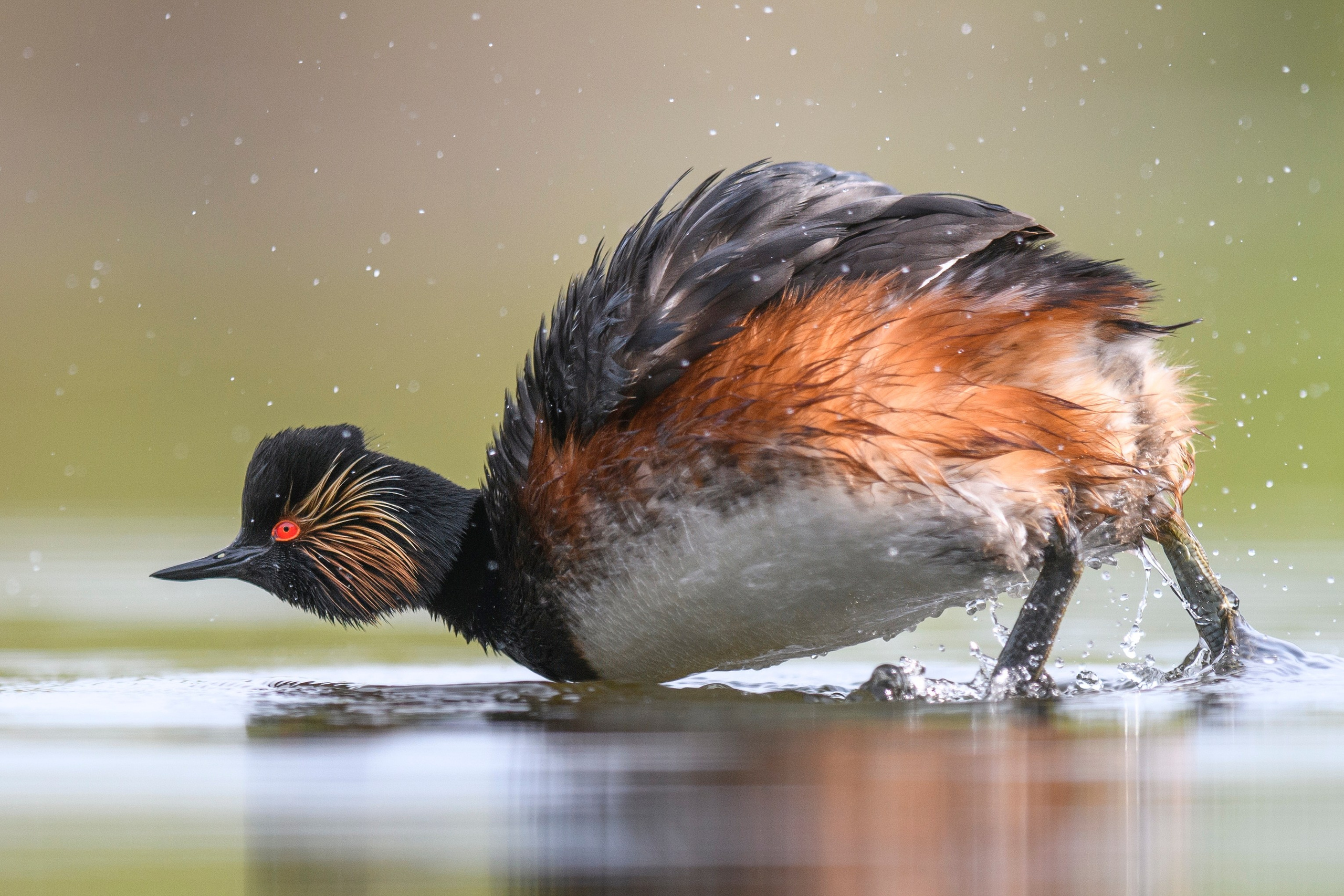 Черношейная поганка. Wildlife photography by Sergey Puponin