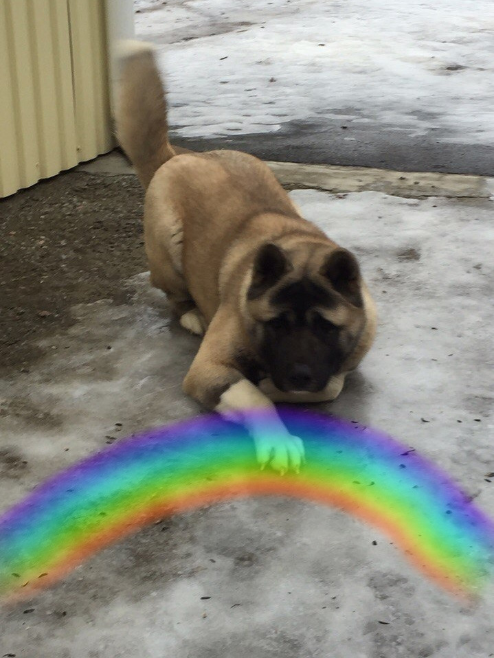 Кого не стало. Американская акита I Сиба ину I Питомник RUBYLIGHT