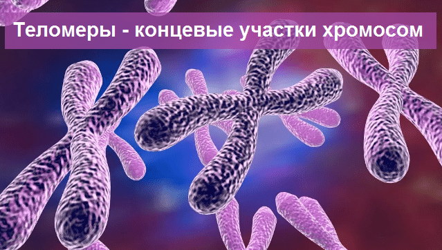 Что такое теломеры. Сово-Сово — Омоложение и оздоровление!