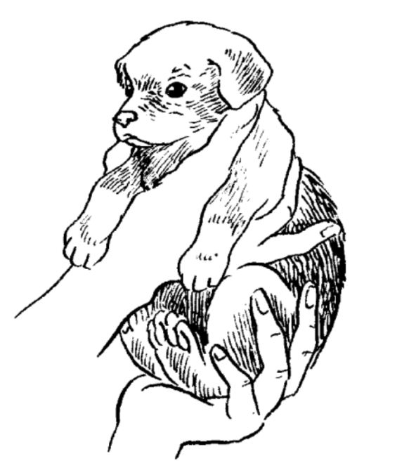 Рекомендации в ухаживании за щенком!. Питомник Йоркширских терьеров Дэнстайл в Санкт-Петербурге заводчик Тих