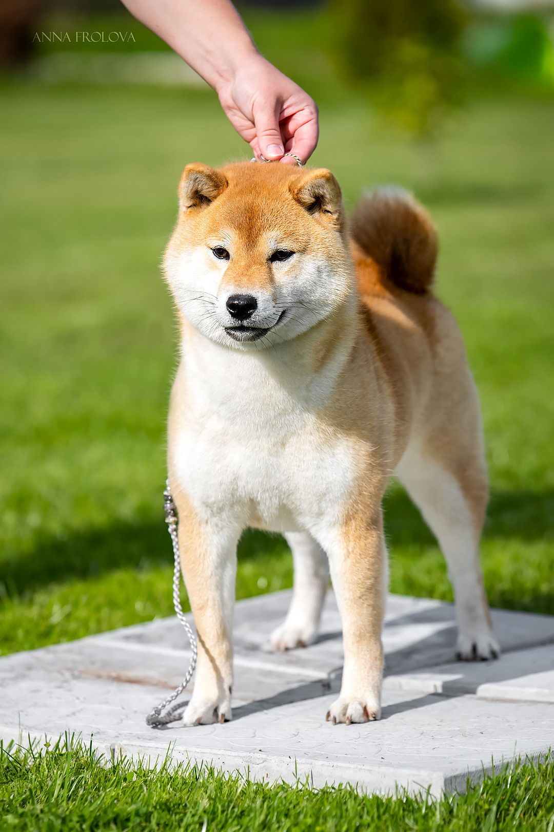 FEMALES. SHIOMARU Shiba and Akita Inu Kennel