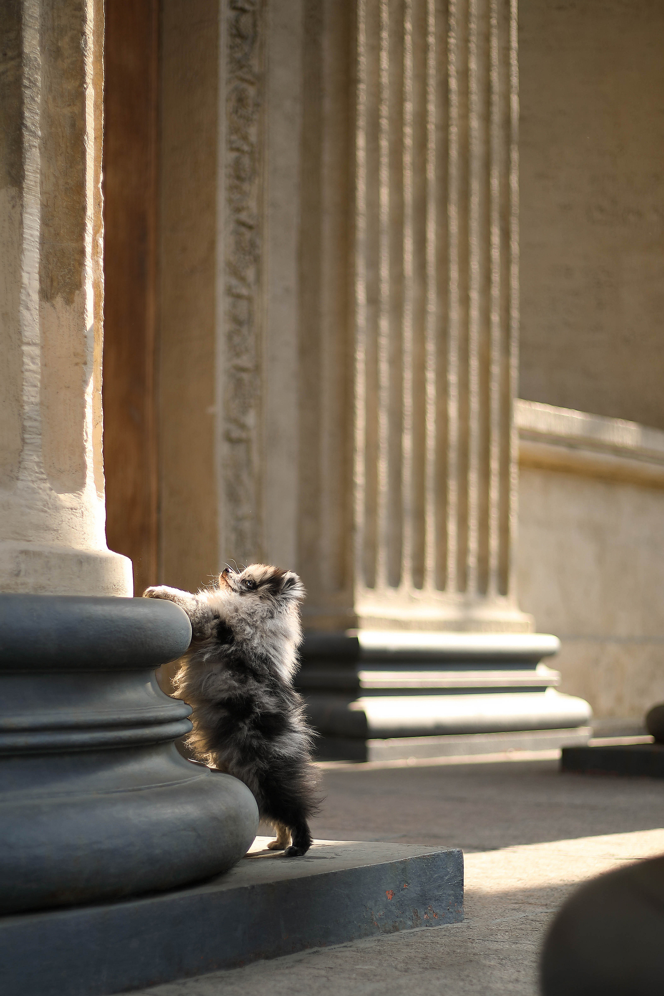 Фотограф- анималист Санкт-Петербург