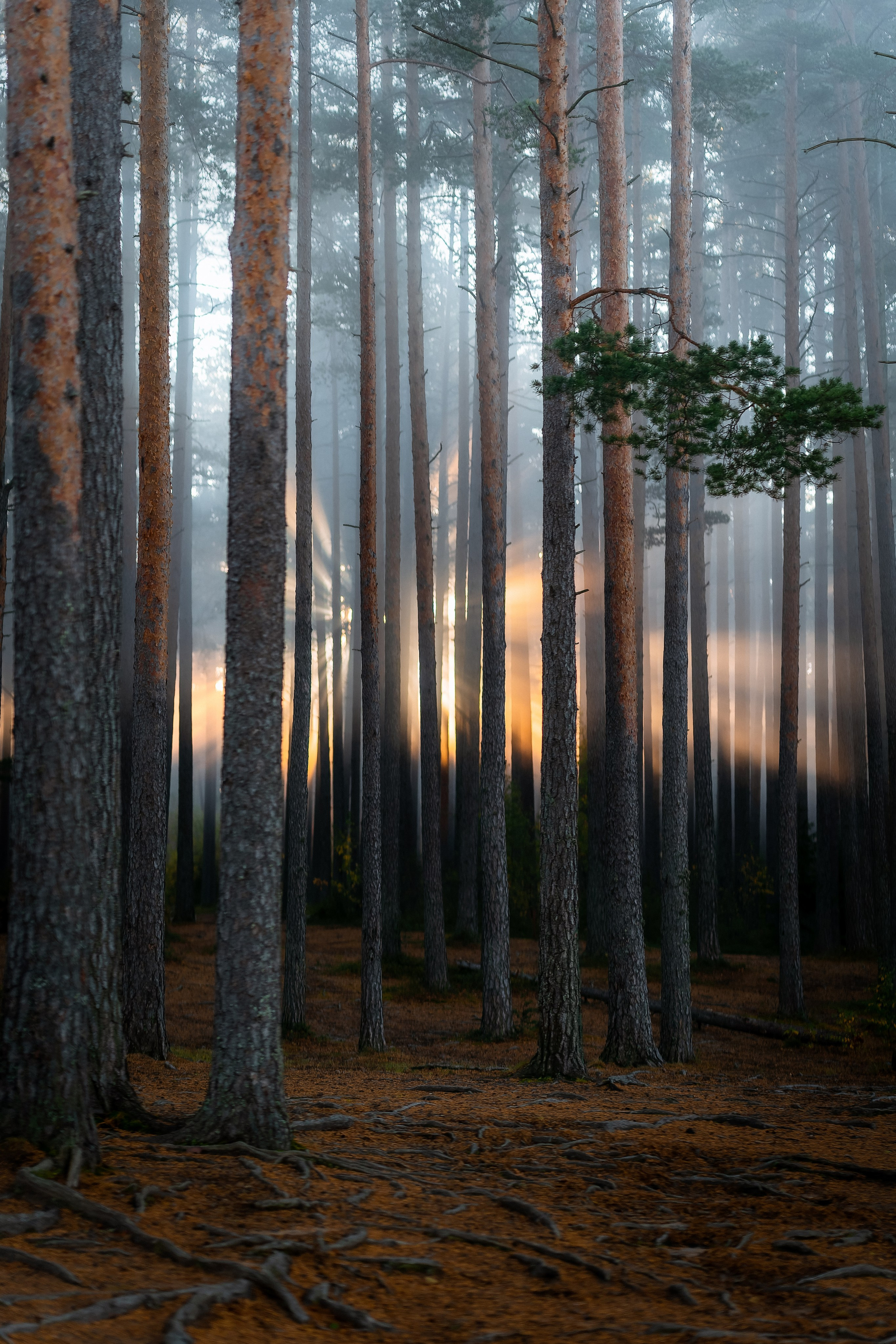 Юля Дэй • Фотограф, Санкт-Петербург