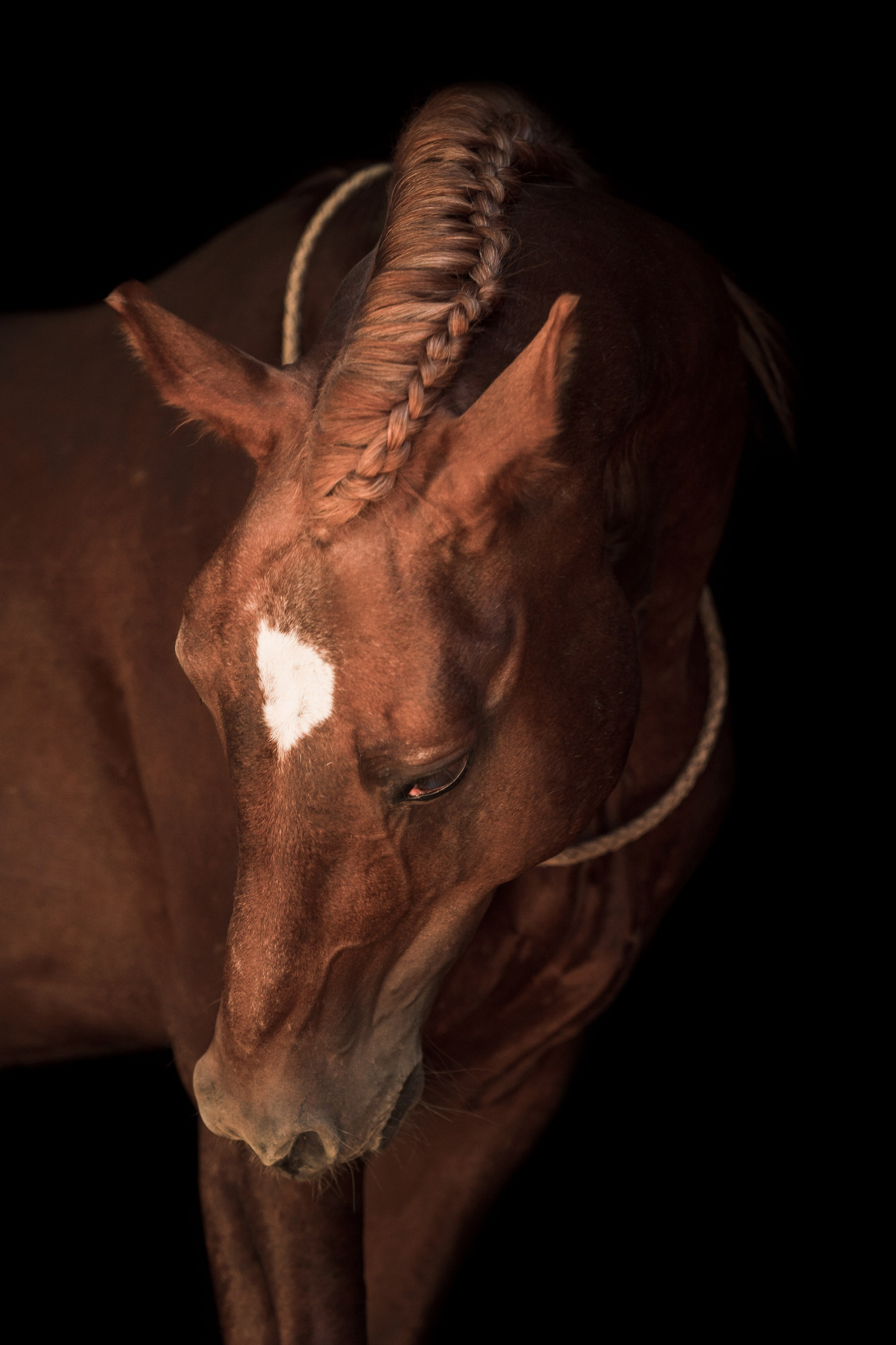 фото для интерьера, отпечаток, авторская фотография, купить отпечаток, купить фотографию, фото лошадей, фото лошади, красивые лошади, принт, цифровой отпечаток