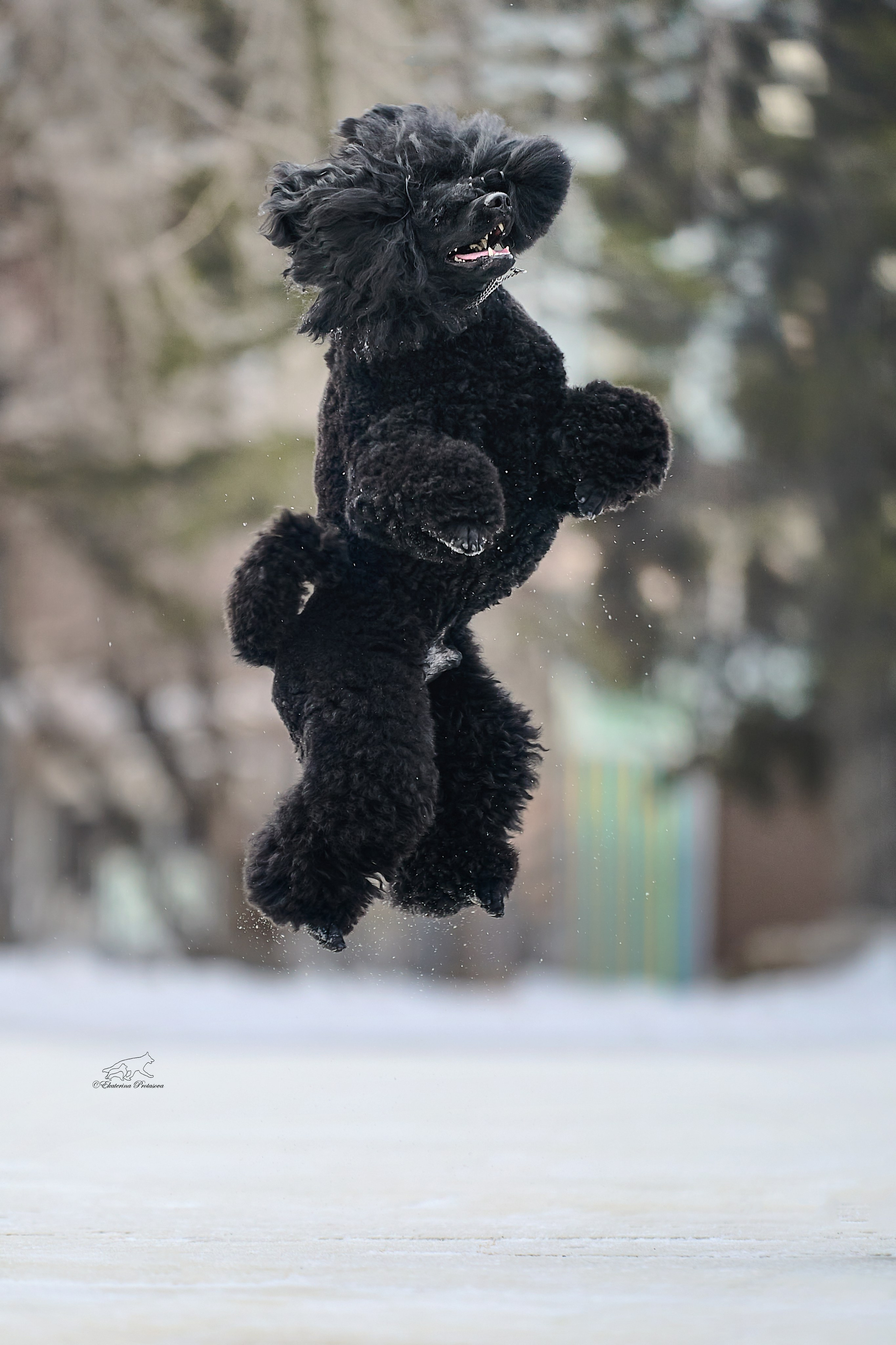 Условия и прайс. Фотограф-анималист в Иркутске