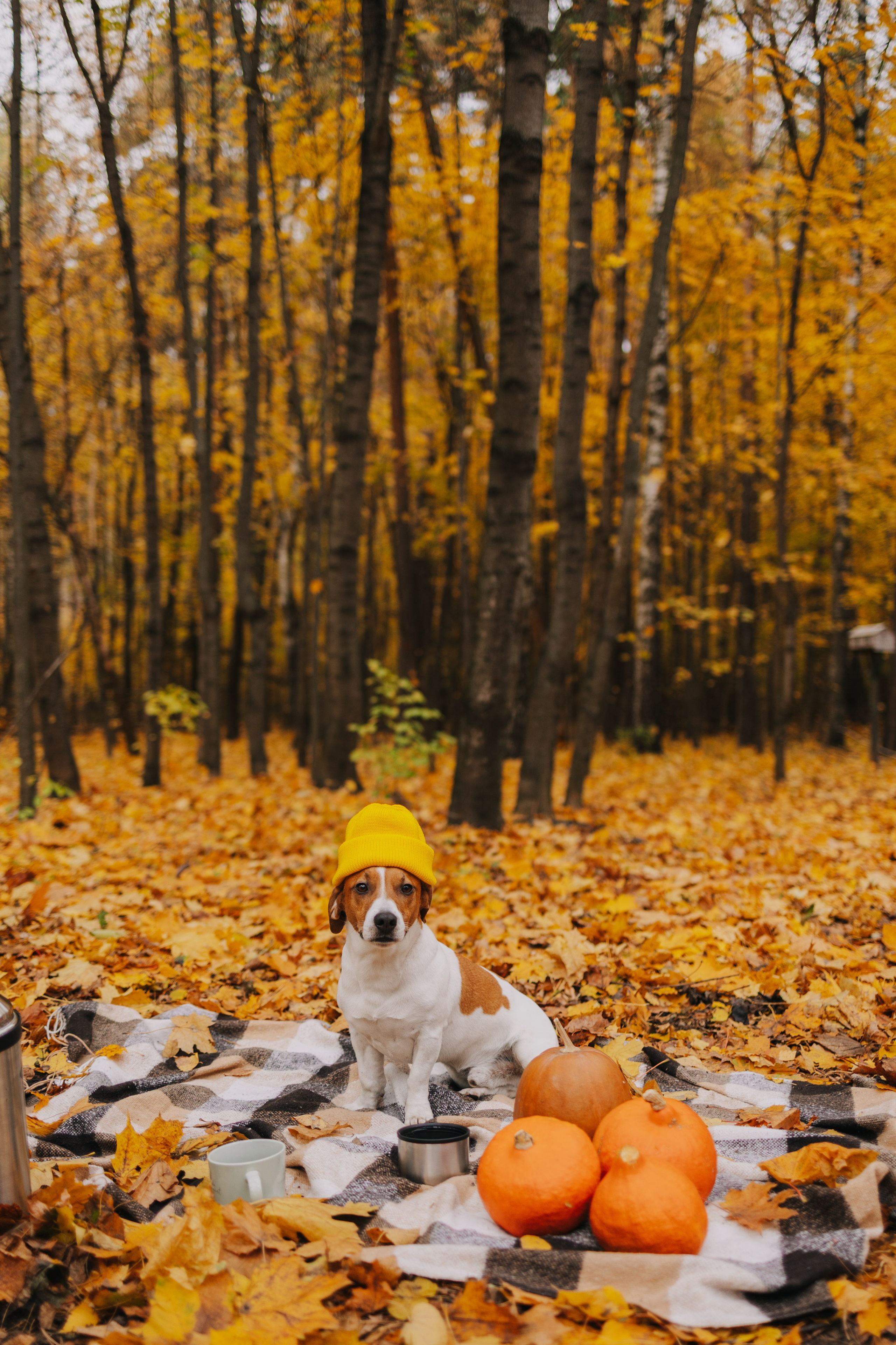 Семейный фотограф. Фотограф в Москве Голубева Евгения