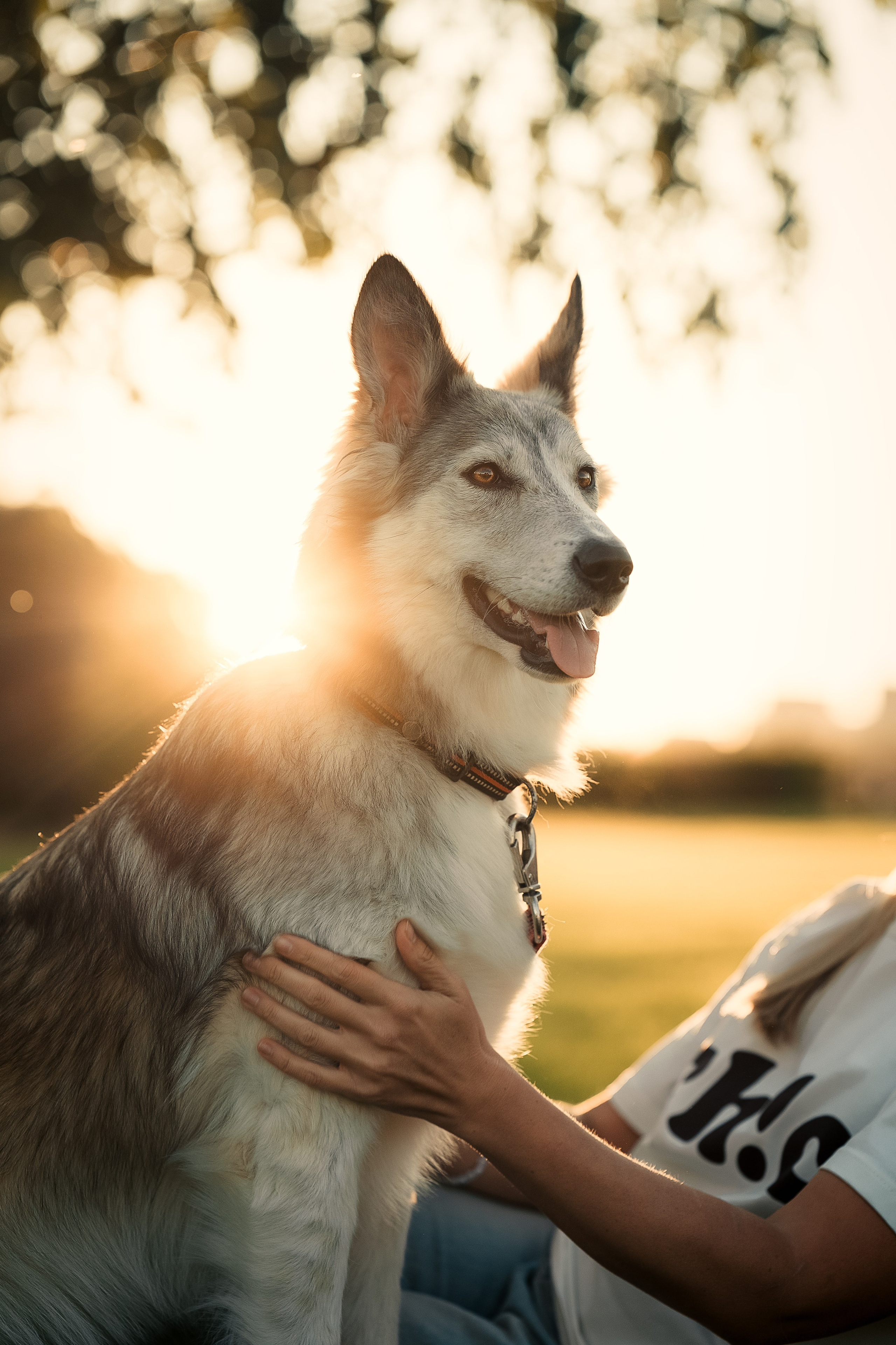 Фотограф-анималист г. Москва