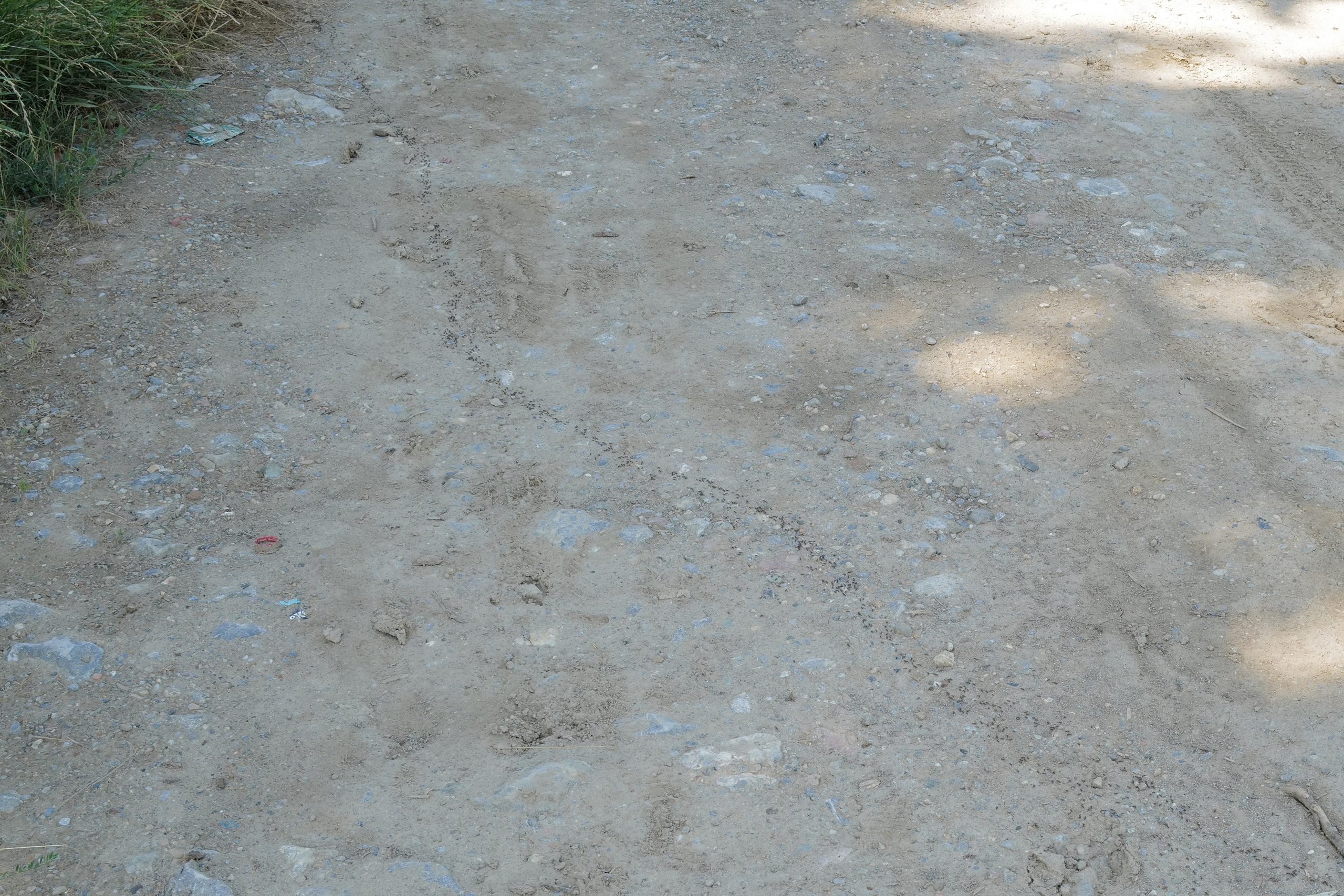 Кристина Разумова — О муравьях и улитке (пустая раковина, в которой утонули муравьи в капле морской воды)