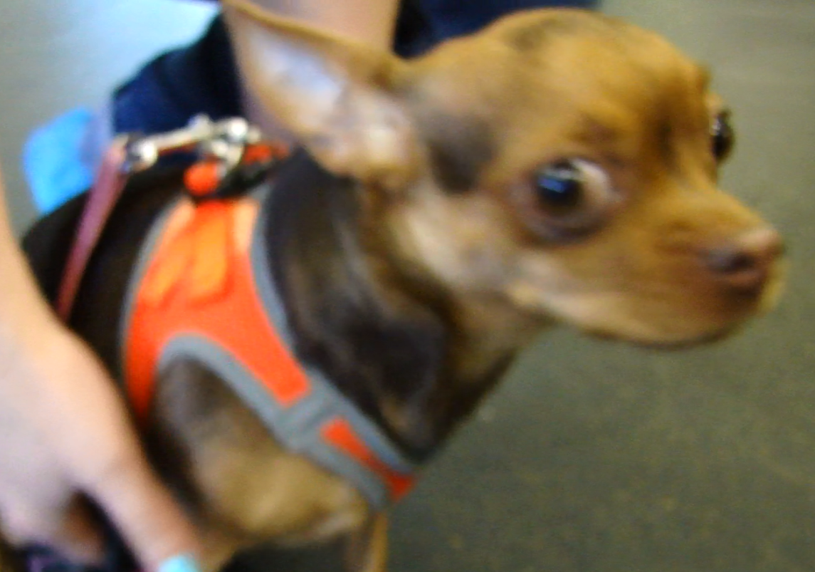 Племенной смотр 16.05.2021 г, судья РКФ-FCI О. А. Горбачевский. НРОО КЦ "Собаковод"