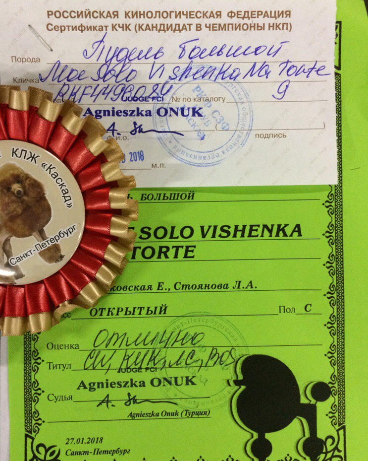 Новости. Питомник Больших Пуделей «Мое Соло»