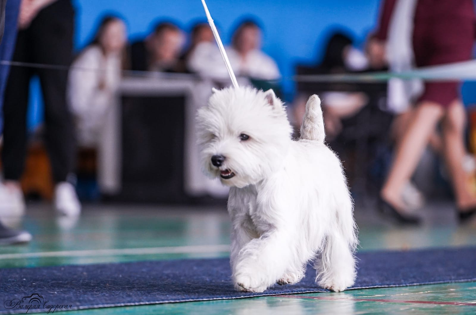 Липецк — Выставка собак 3 группы FCI + speciality. Питомник собак породы вест хайленд вайт терьер в Москве